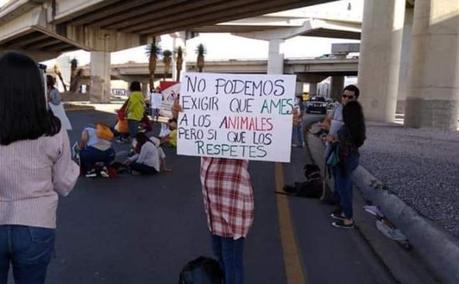 Animalistas se manifiestan por Reglamento de Bienestar Animal «deficiente»