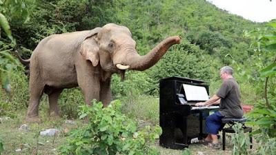 El hombre que toca el piano para tranquilizar a elefantes viejos, discapacitados o que han sido torturados.