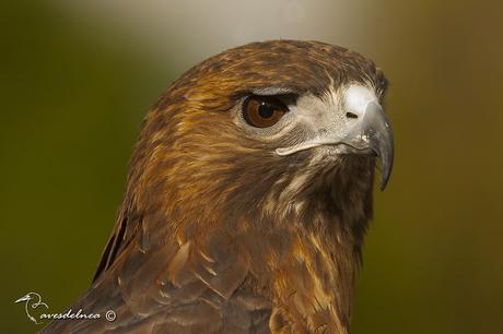 Gavilán de Cola Roja - Buteo jamaicensis (Gmelin, 1788) Red-tailed Hawk Gavilán de Cola Roja - Buteo jamaicensis (Gmelin, 1788) Red-tailed Hawk