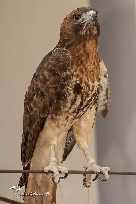 Gavilán de Cola Roja - Buteo jamaicensis (Gmelin, 1788) Red-tailed Hawk Gavilán de Cola Roja - Buteo jamaicensis (Gmelin, 1788) Red-tailed Hawk