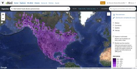 Gavilán de Cola Roja - Buteo jamaicensis (Gmelin, 1788) Red-tailed Hawk Gavilán de Cola Roja - Buteo jamaicensis (Gmelin, 1788) Red-tailed Hawk