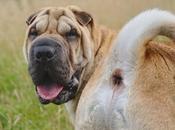 Pedos perro, análisis almacenamiento