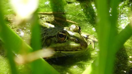 Ruta al Jardín de Aclimatación | Montaña de Montjuïc Ruta al Jardín de Aclimatación | Montaña de Montjuïc