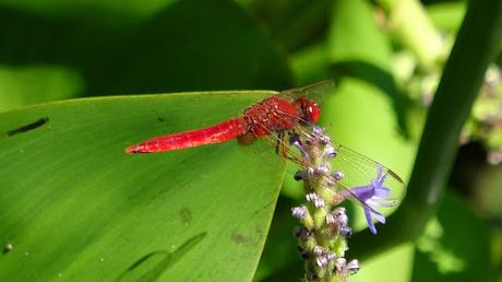 Ruta al Jardín de Aclimatación | Montaña de Montjuïc Ruta al Jardín de Aclimatación | Montaña de Montjuïc