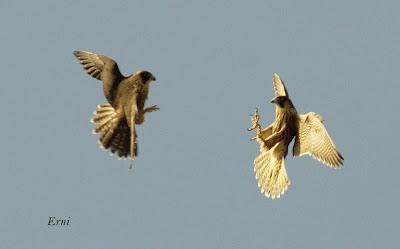 SIN MIEDO A LAS ALTURAS