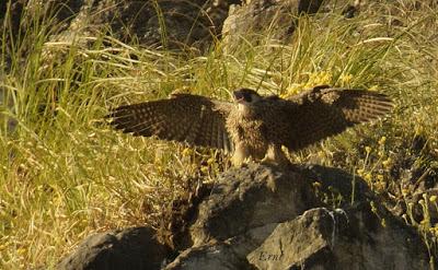 SIN MIEDO A LAS ALTURAS