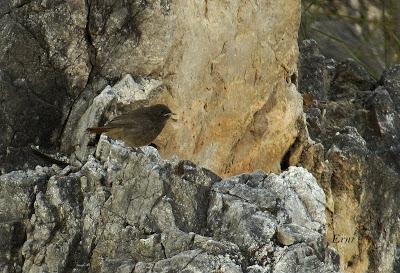 SIN MIEDO A LAS ALTURAS