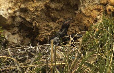 SIN MIEDO A LAS ALTURAS