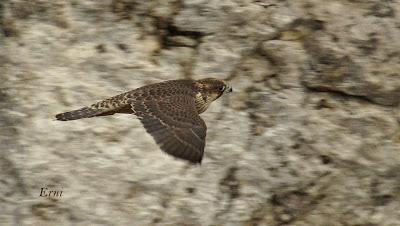 SIN MIEDO A LAS ALTURAS