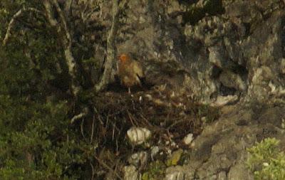 SIN MIEDO A LAS ALTURAS