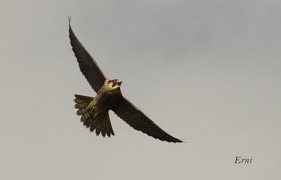 SIN MIEDO A LAS ALTURAS