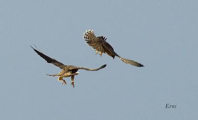 SIN MIEDO A LAS ALTURAS