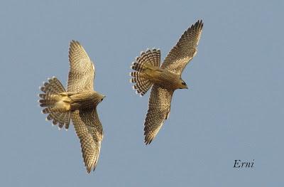 SIN MIEDO A LAS ALTURAS