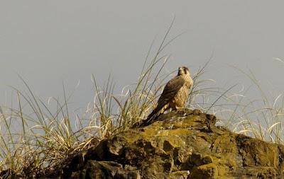 SIN MIEDO A LAS ALTURAS