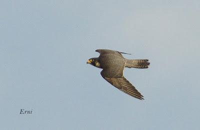 SIN MIEDO A LAS ALTURAS