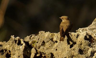 SIN MIEDO A LAS ALTURAS