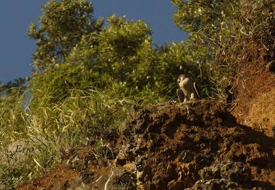 SIN MIEDO A LAS ALTURAS