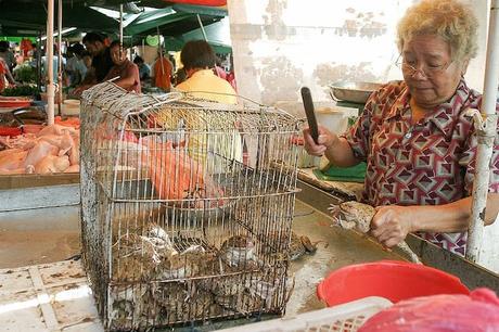 La alimentación basada en animales exóticos incrementa los casos de zoonosis