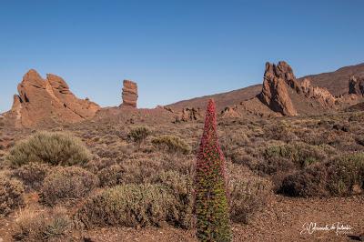 Tajinastes Rojos El Teide y Roques García