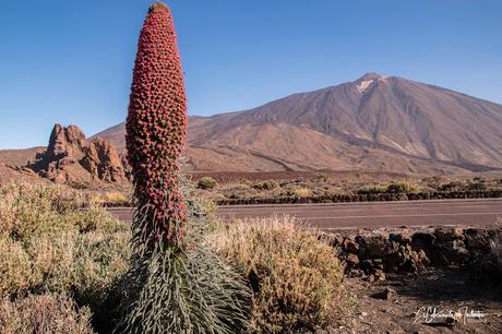 Tajinastes Rojos El Teide y Roques García