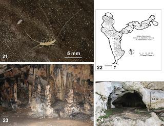 Nuevo género y nueva especie de dipluro en cuevas de Grecia Nuevo género y nueva especie de dipluro en cuevas de Grecia