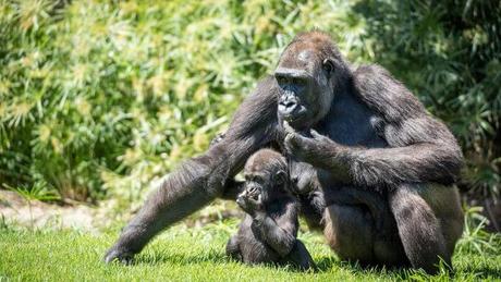 Triste vuelta a la ‘nueva realidad’ de Bioparc de Valencia Triste vuelta a la ‘nueva realidad’ de Bioparc de Valencia