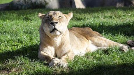 Triste vuelta a la ‘nueva realidad’ de Bioparc de Valencia