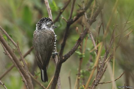 Carpinterito barrado