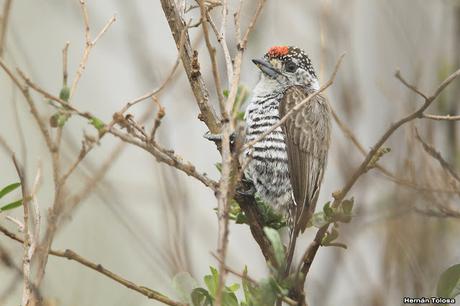 Carpinterito barrado