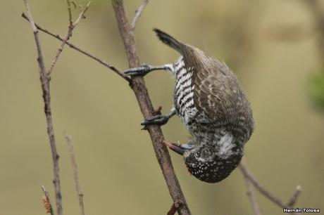 Carpinterito barrado