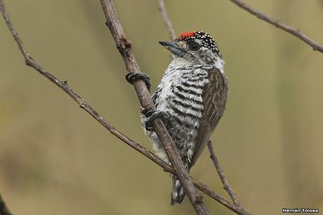 Carpinterito barrado