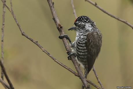 Carpinterito barrado