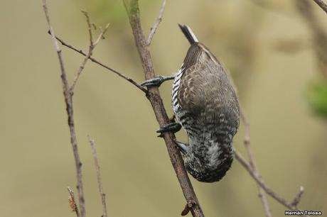 Carpinterito barrado