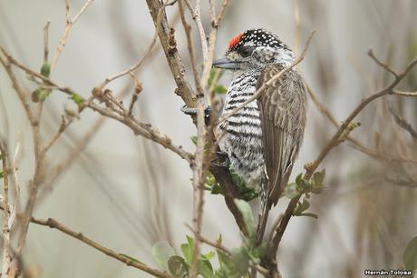 Carpinterito barrado