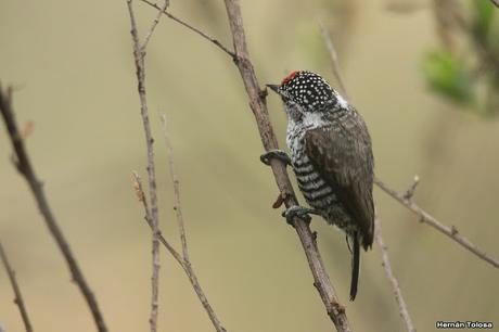 Carpinterito barrado
