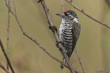 Carpinterito barrado