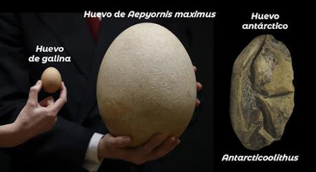 El huevo blando más grande del mundo ¡Era de mosasaurio!