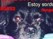 Toribio