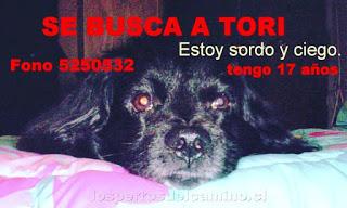 Toribio