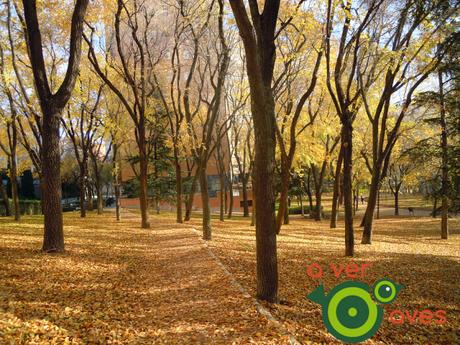 El valor de los pequeños parques y jardines