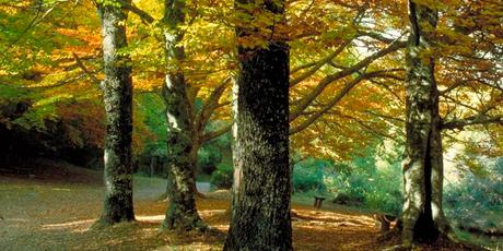 Tres espectaculares hayedos para visitar cerca de Madrid
