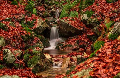 Tres espectaculares hayedos para visitar cerca de Madrid