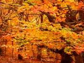 Tres espectaculares hayedos para visitar cerca Madrid