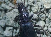 Laemostenus cazorlensis