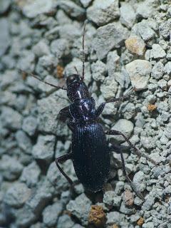 Laemostenus cazorlensis Laemostenus cazorlensis