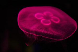 medusas picaduras