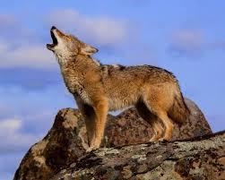 El éxodo a empujones o campos de refugiados en República Dominicana