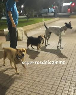 Los perros de la Plaza de Armas de Chillán
