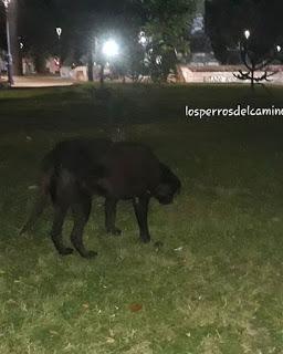 Los perros de la Plaza de Armas de Chillán