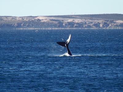 Madryn se anticipa al Reinicio del Turismo con una campaña especial